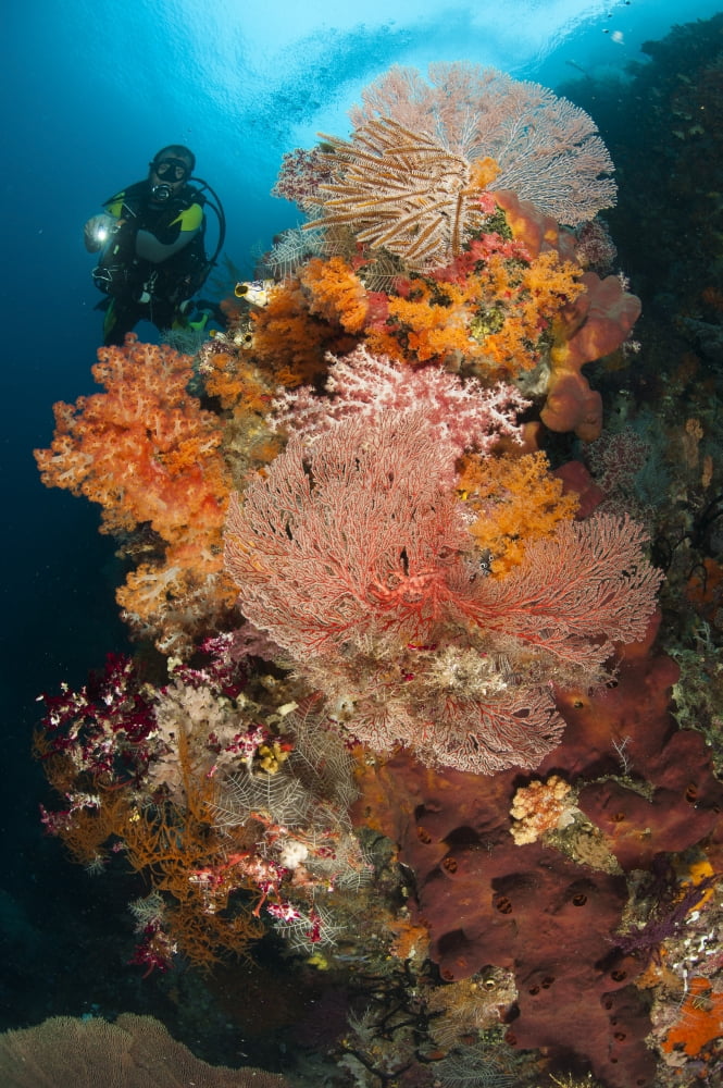 A diver approaches colorful soft corals and sea fans on the reefs of Raja Ampat Canvas Art - Steve JonesStocktrek Images (23 x 35)