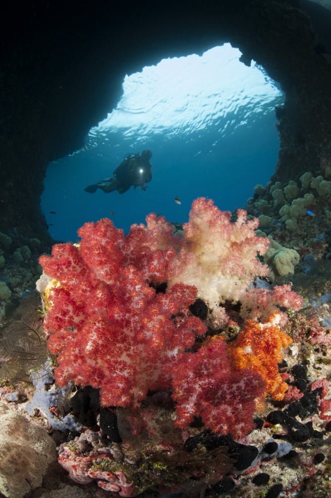 A diver approaches soft corals Raja Ampat West Papua Indonesia Canvas Art - Steve JonesStocktrek Images (12 x 18)