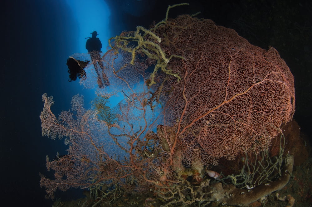 A diver descends in a cavern above a gorgonian sea fan Indonesia Canvas Art - Steve JonesStocktrek Images (35 x 23)