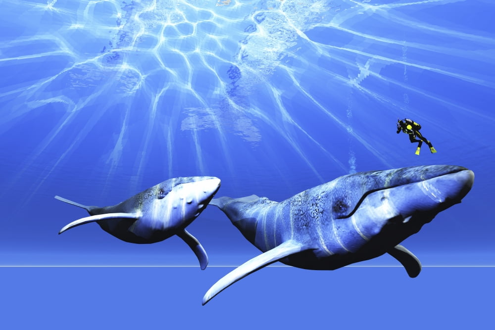A diver encounters two humpback whales in the ocean Canvas Art - Corey FordStocktrek Images (35 x 23)