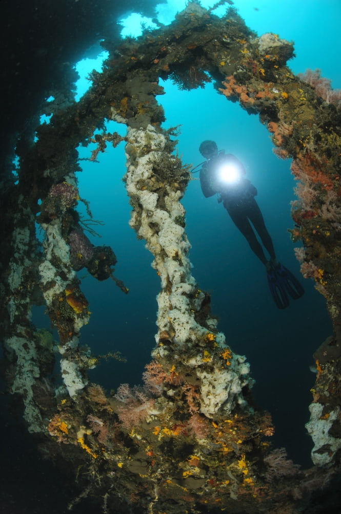 A diver explores the Mawali shipwreck Lembeh Strait Indonesia Canvas Art - Steve JonesStocktrek Images (23 x 35)