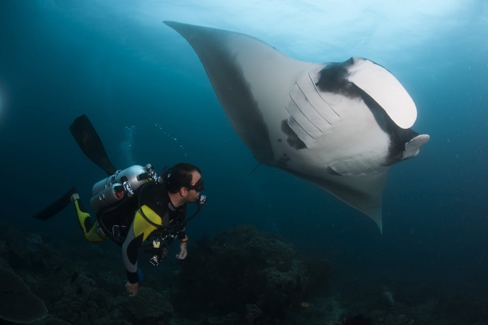 A diver has a very close encounter with a giant oceanic manta ray Canvas Art - Steve JonesStocktrek Images (18 x 12)