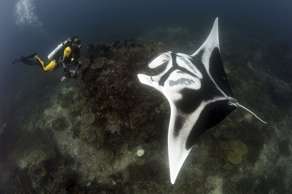 A diver has a very close encounter with a giant oceanic manta ray Canvas Art - Steve JonesStocktrek Images (35 x 23)