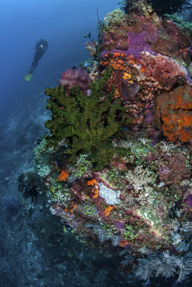A diver hovers above a colorful coral reef Canvas Art - Ethan DanielsStocktrek Images (12 x 17)