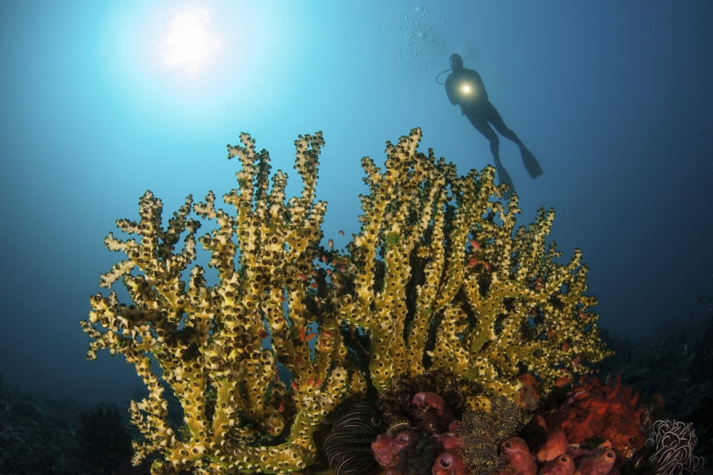 A diver hovers above a coral colony in Komodo National Park Indonesia Canvas Art - Ethan DanielsStocktrek Images (17 x 12)