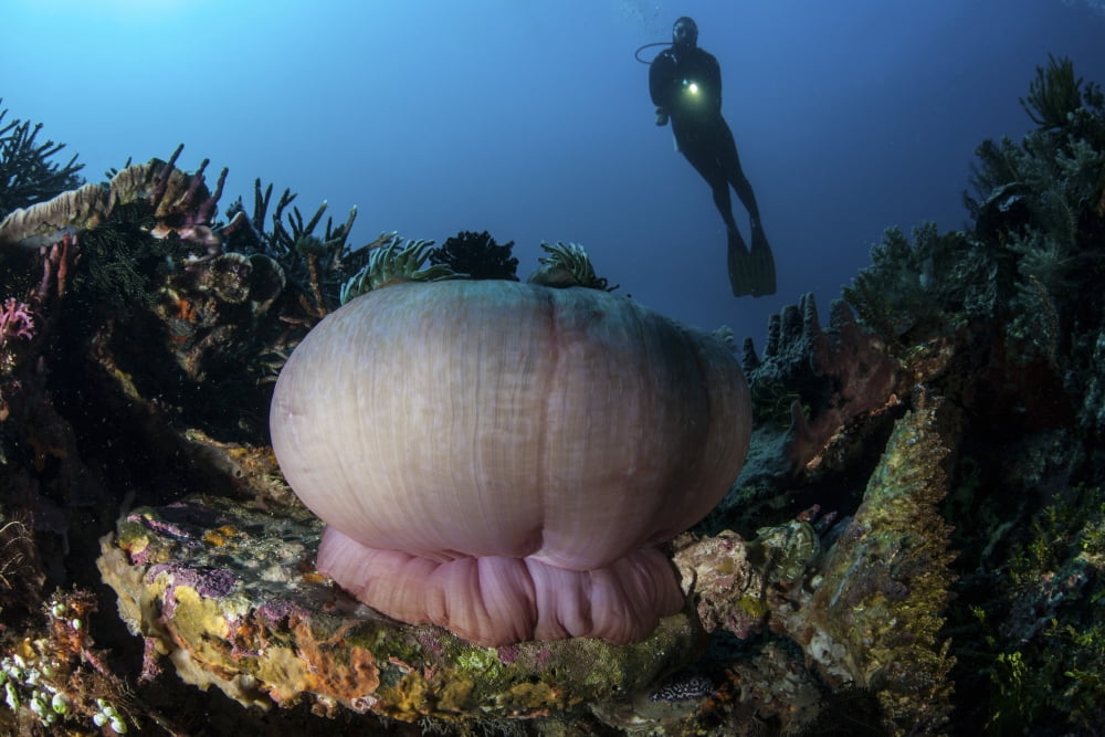 A diver hovers above a magnificent sea anemone in Indonesia Canvas Art - Ethan DanielsStocktrek Images (17 x 12)