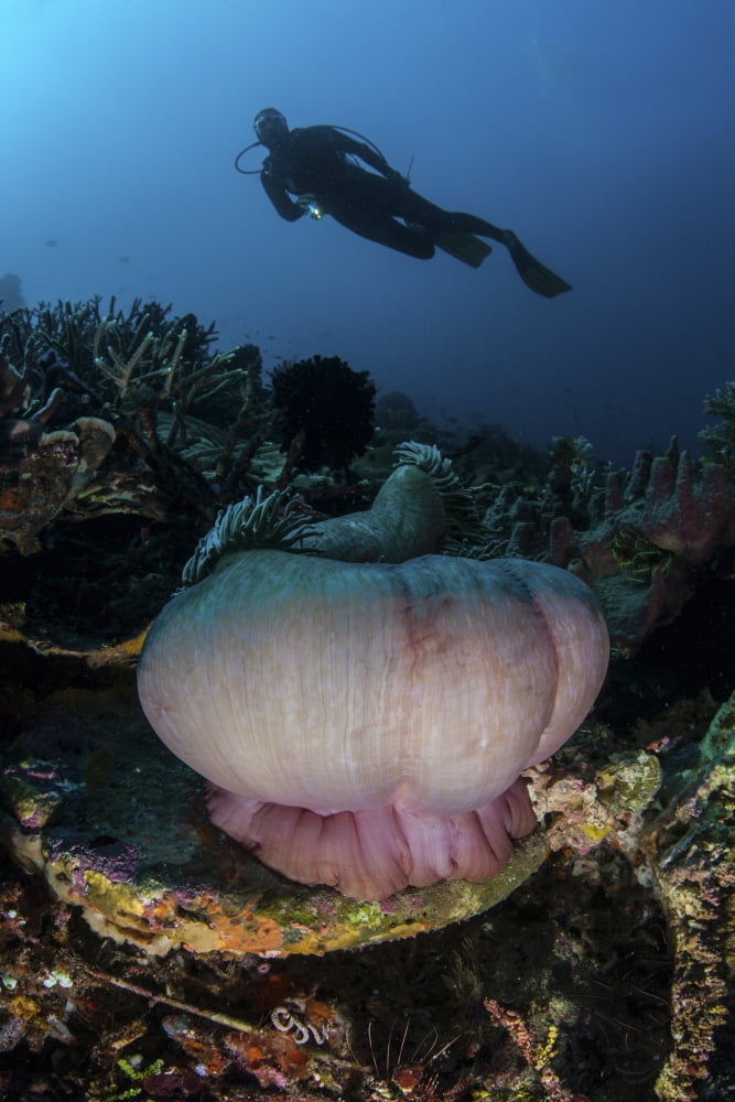 A diver hovers above a magnificent sea anemone in Indonesia Canvas Art - Ethan DanielsStocktrek Images (23 x 34)