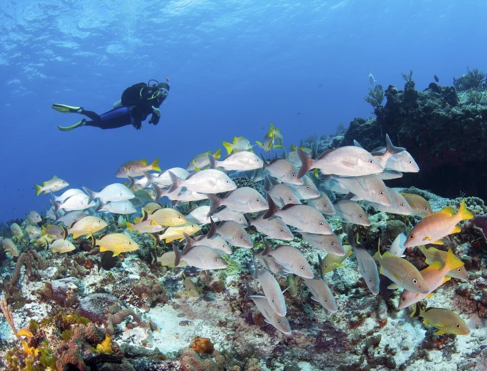 A diver hovers over a school of grunts and snappers on a Caribbean Reef Canvas Art - Karen DoodyStocktrek Images (16 x 13)