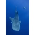 thumbnail image 1 of A diver interacts with a whale shark in Cenderawasih Bay  Indonesia. Poster Print by VWPics/Stocktrek Images, 1 of 2