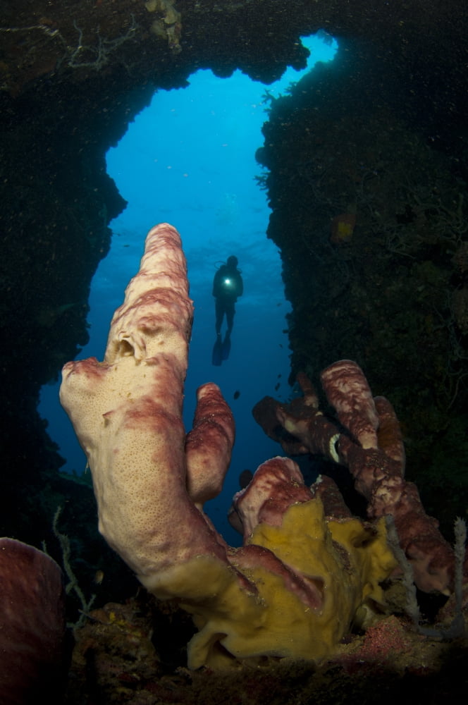 A diver looks into a cavern at a sponge Gorontalo Sulawesi Indonesia Canvas Art - Steve JonesStocktrek Images (12 x 18)