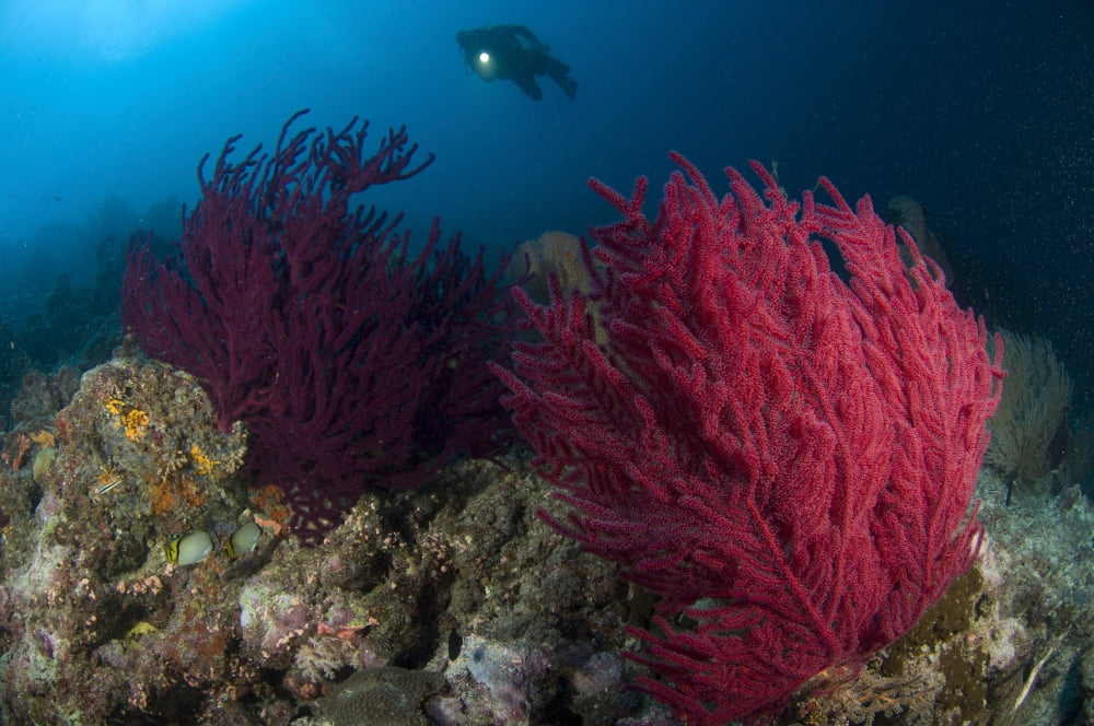 A diver looks on at a colorful reef with sea fans Solomon Islands Canvas Art - Steve JonesStocktrek Images (18 x 12)