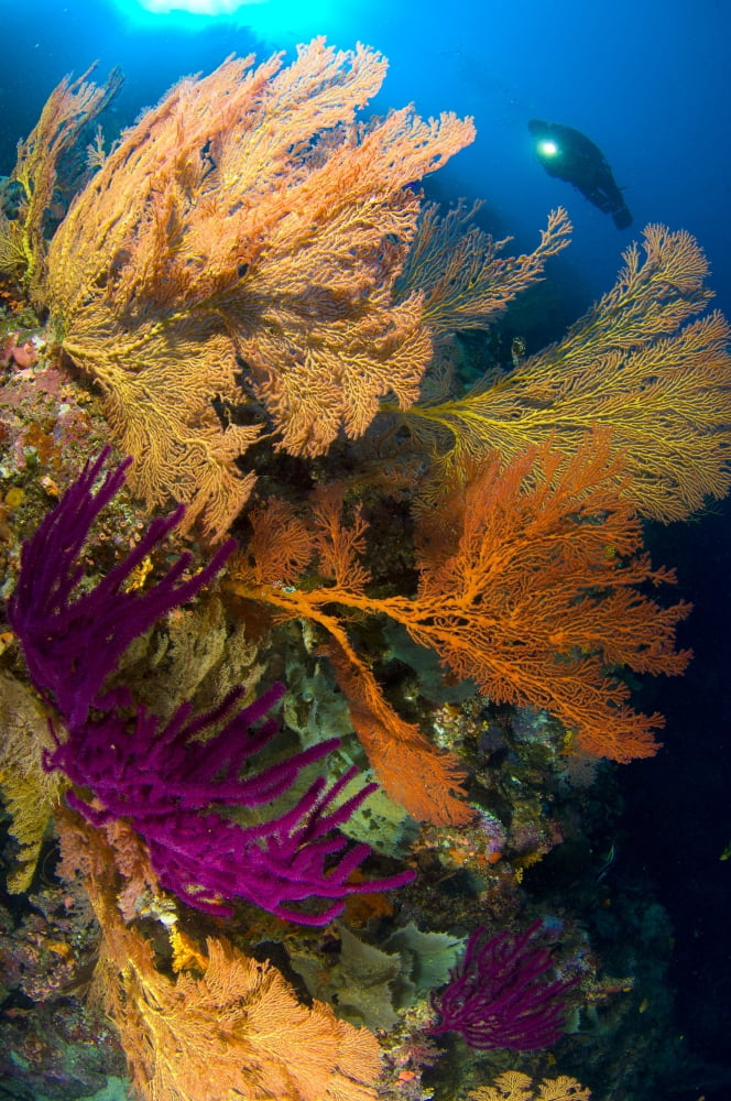 A diver looks on at a colorful reef with sea fans Solomon Islands Canvas Art - Steve JonesStocktrek Images (23 x 35)