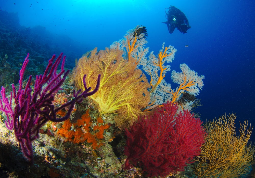 A diver looks on at a colorful reef with sea fans Solomon Islands Canvas Art - Steve JonesStocktrek Images (34 x 24)