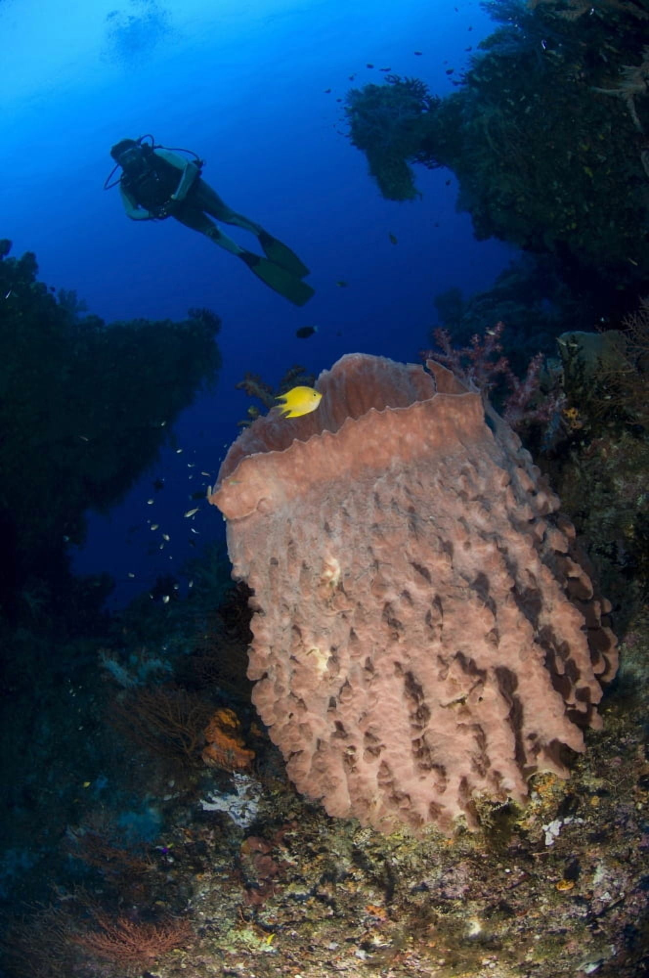A diver looks on at a giant barrel sponge Papua New Guinea Canvas Art - Steve JonesStocktrek Images (12 x 18)