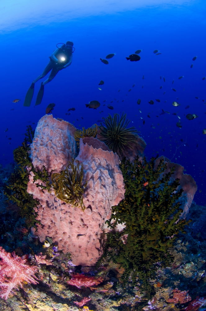 A diver looks on at a giant barrel sponge Papua New Guinea Canvas Art - Steve JonesStocktrek Images (12 x 18)