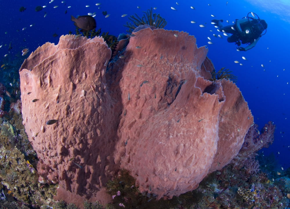 A diver looks on at a giant barrel sponge Papua New Guinea Canvas Art - Steve JonesStocktrek Images (17 x 12)