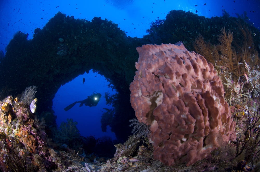 A diver looks on at a giant barrel sponge Papua New Guinea Canvas Art - Steve JonesStocktrek Images (18 x 12)