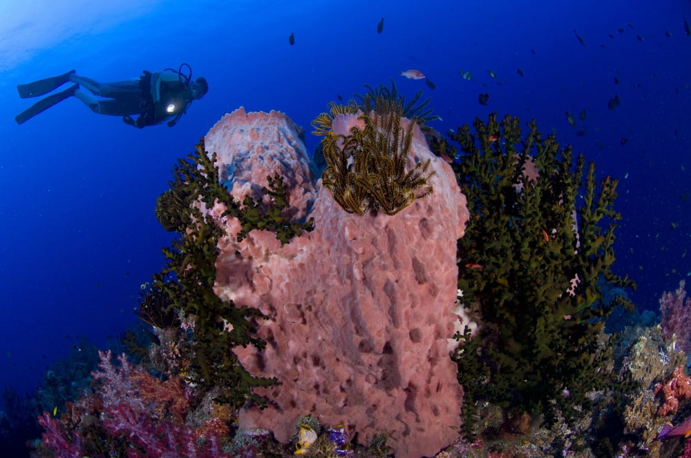 A diver looks on at a giant barrel sponge Papua New Guinea Canvas Art - Steve JonesStocktrek Images (35 x 23)
