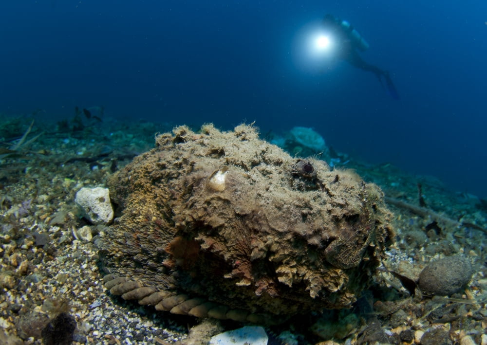 A diver looks on at a giant stonefish Gorontalo Sulawesi Indonesia Canvas Art - Steve JonesStocktrek Images (17 x 12)