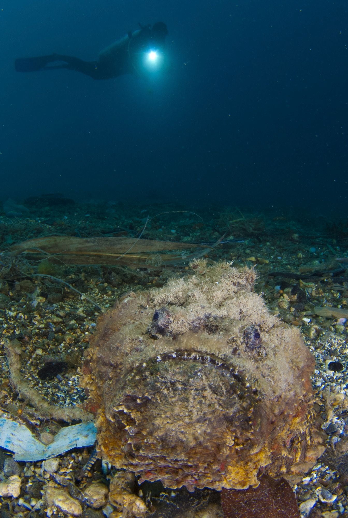A diver looks on at a giant stonefish Gorontalo Sulawesi Indonesia Canvas Art - Steve JonesStocktrek Images (23 x 35)