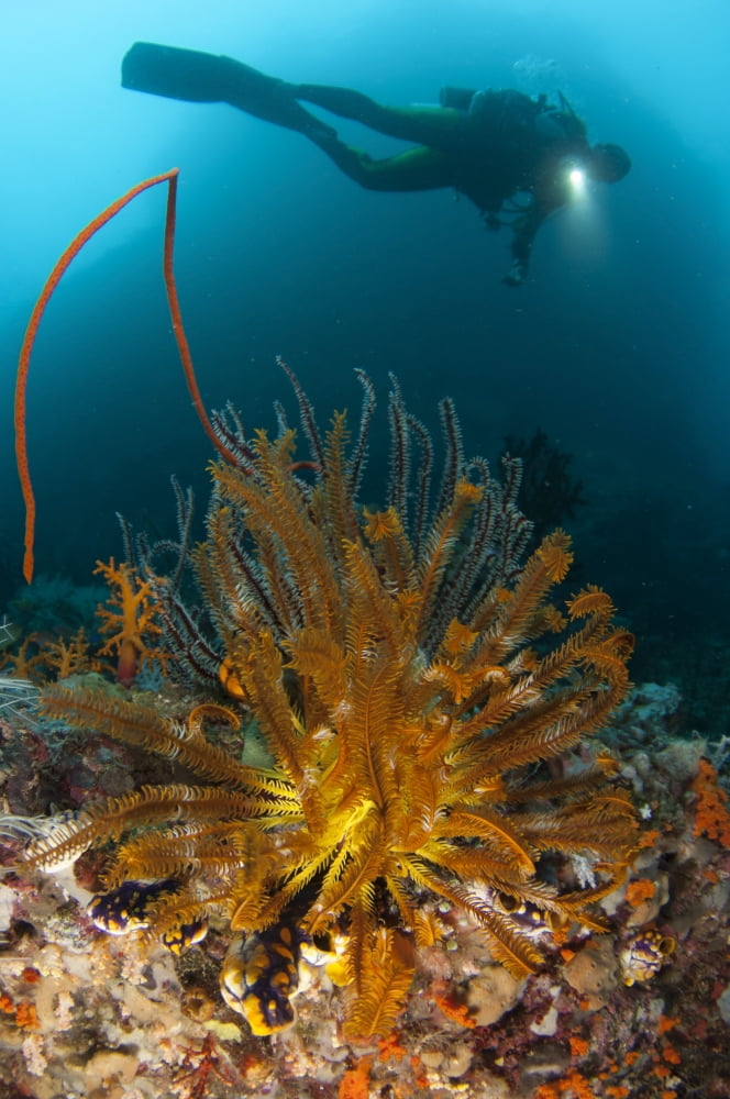 A diver looks on at a group of crinoids Raja Ampat Indonesia Canvas Art - Steve JonesStocktrek Images (12 x 18)