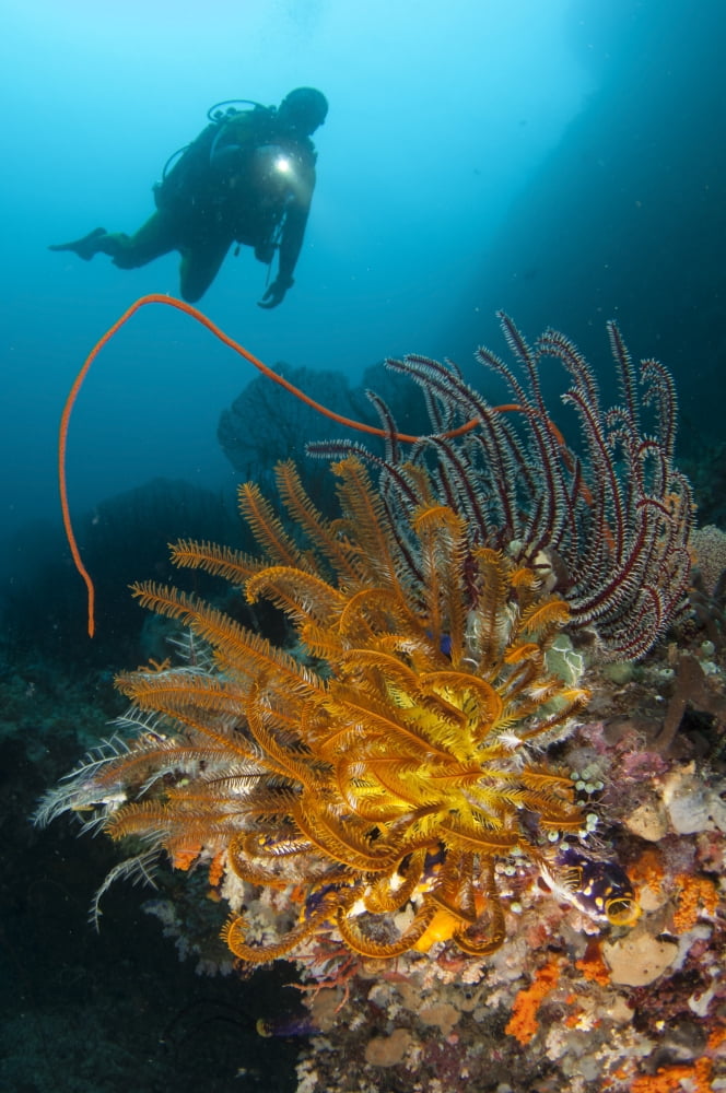 A diver looks on at a group of crinoids Raja Ampat Indonesia Canvas Art - Steve JonesStocktrek Images (23 x 35)