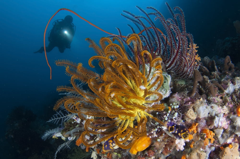 A diver looks on at a group of crinoids Raja Ampat Indonesia Canvas Art - Steve JonesStocktrek Images (35 x 23)