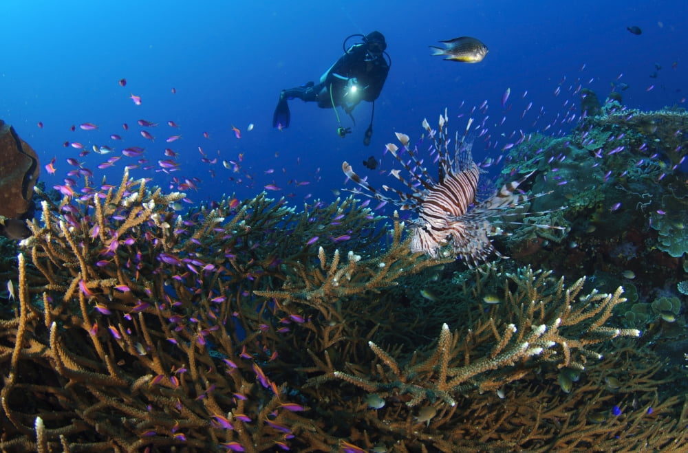 A diver looks on at a lionfish hovering above staghorn coral Indonesia Canvas Art - Steve JonesStocktrek Images (18 x 12)