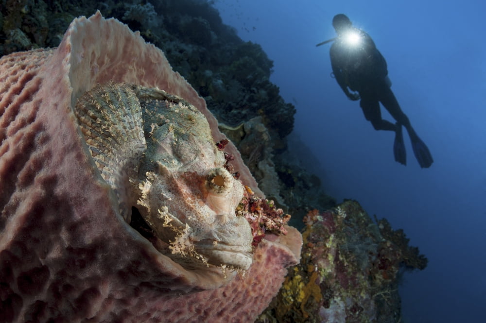 A diver looks on at a tassled scorpionfish lying in a barrel sponge Canvas Art - Steve JonesStocktrek Images (34 x 23)