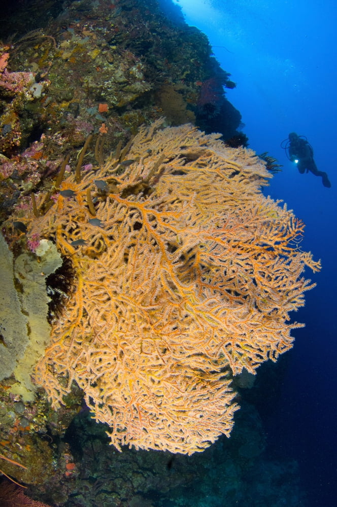 A diver looks on at large gorgonian sea fans Solomon Islands Canvas Art - Steve JonesStocktrek Images (12 x 18)