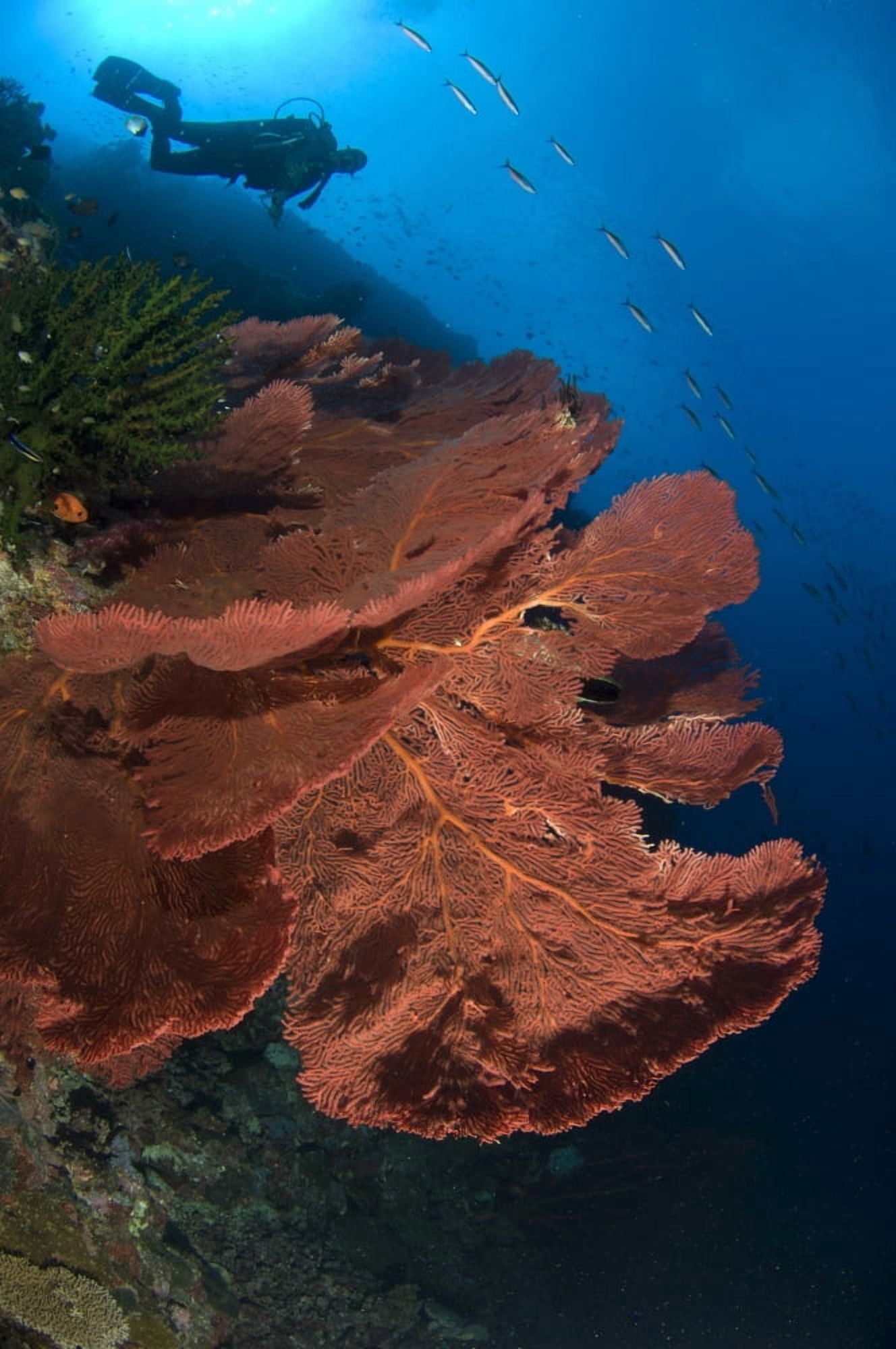 A diver looks on at large gorgonian sea fans Solomon Islands Canvas Art - Steve JonesStocktrek Images (23 x 35)