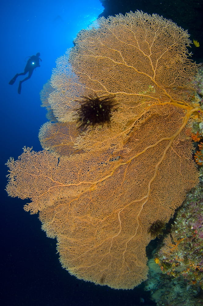 A diver looks on at large gorgonian sea fans Solomon Islands Canvas Art - Steve JonesStocktrek Images (23 x 35)