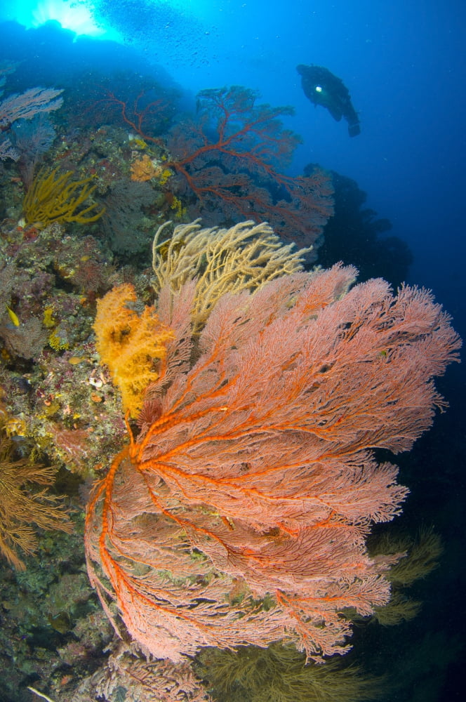 A diver looks on at large gorgonian sea fans Solomon Islands Canvas Art - Steve JonesStocktrek Images (23 x 35)