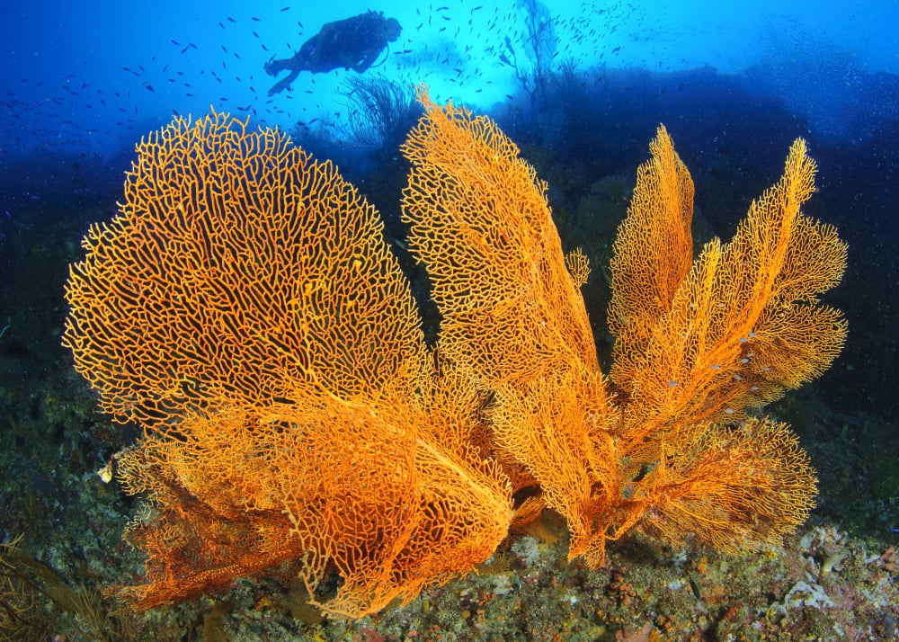 A diver looks on at large gorgonian sea fans Solomon Islands Canvas Art - Steve JonesStocktrek Images (34 x 24)