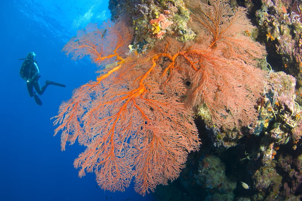 A diver looks on at large gorgonian sea fans Solomon Islands Canvas Art - Steve JonesStocktrek Images (35 x 23)