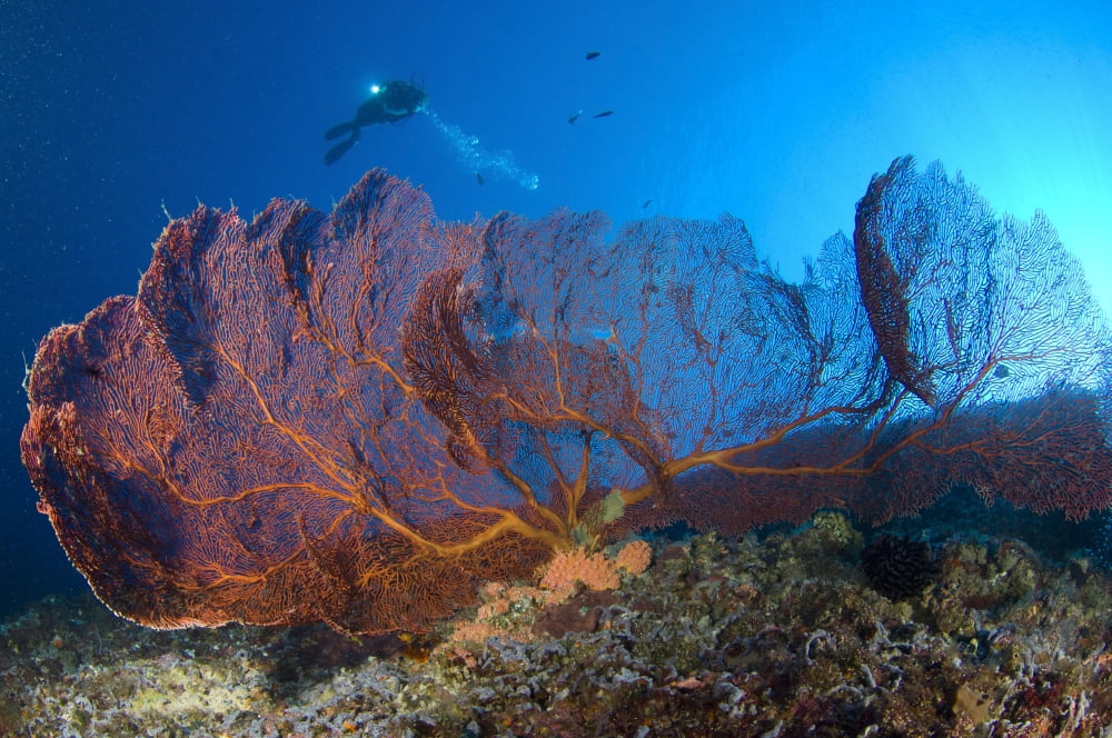A diver looks on at large gorgonian sea fans Solomon Islands Canvas Art - Steve JonesStocktrek Images (35 x 23)