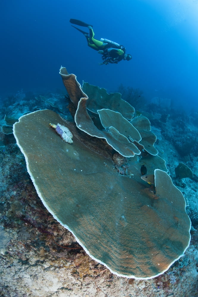 A diver looks on at plate coral growth Raja Ampat Indonesia Canvas Art - Steve JonesStocktrek Images (23 x 35)
