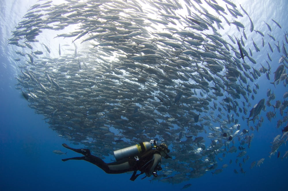 A diver looks on at schooling Jacks at Mary Island Solomons Canvas Art - Steve JonesStocktrek Images (18 x 12)