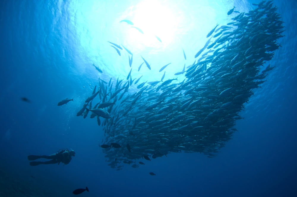 A diver looks on at schooling Jacks at Mary Island Solomons Canvas Art - Steve JonesStocktrek Images (18 x 12)