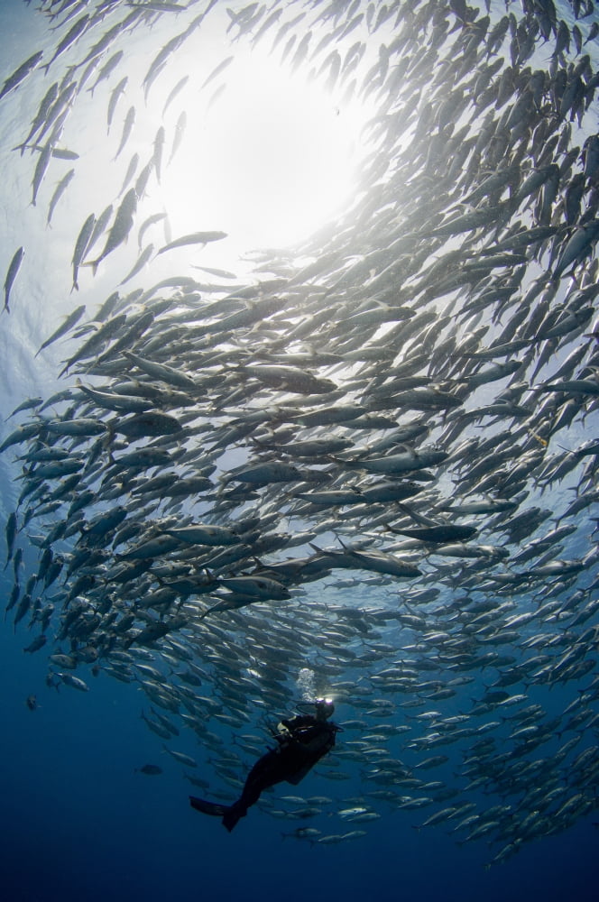 A diver looks on at schooling Jacks at Mary Island Solomons Canvas Art - Steve JonesStocktrek Images (23 x 35)