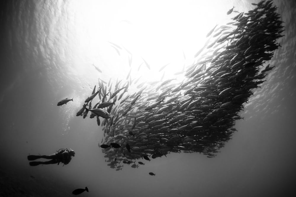 A diver looks on at schooling Jacks at Mary Island Solomons Canvas Art - Steve JonesStocktrek Images (35 x 23)