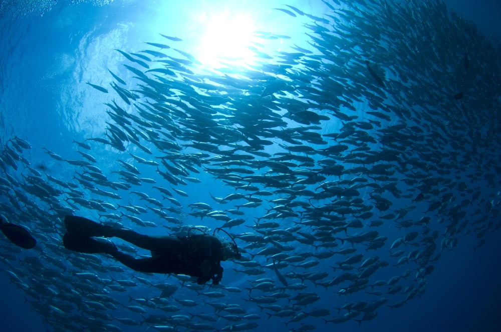 A diver looks on at schooling Jacks at Mary Island Solomons Canvas Art - Steve JonesStocktrek Images (35 x 23)