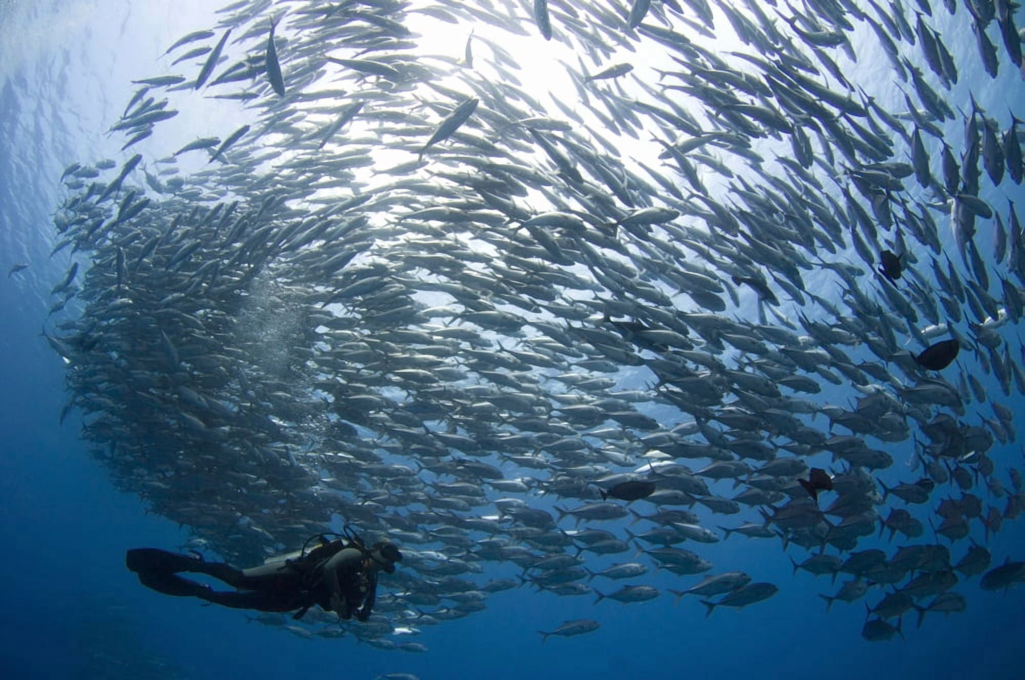 A diver looks on at schooling Jacks at Mary Island Solomons Canvas Art - Steve JonesStocktrek Images (35 x 23)