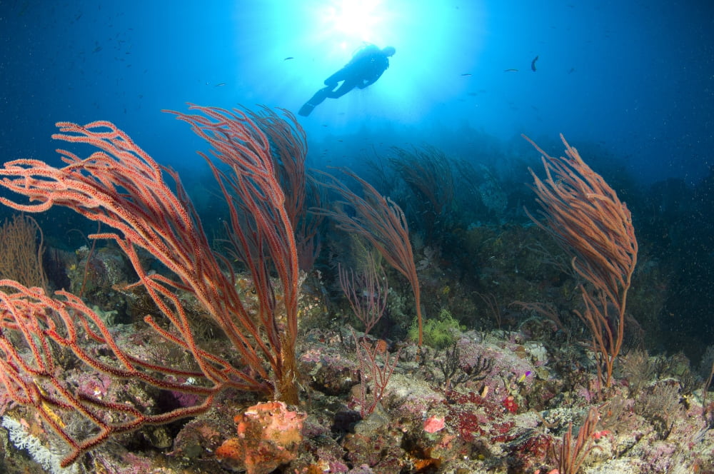 A diver looks on at sea fans Solomon Islands Canvas Art - Steve JonesStocktrek Images (35 x 23)