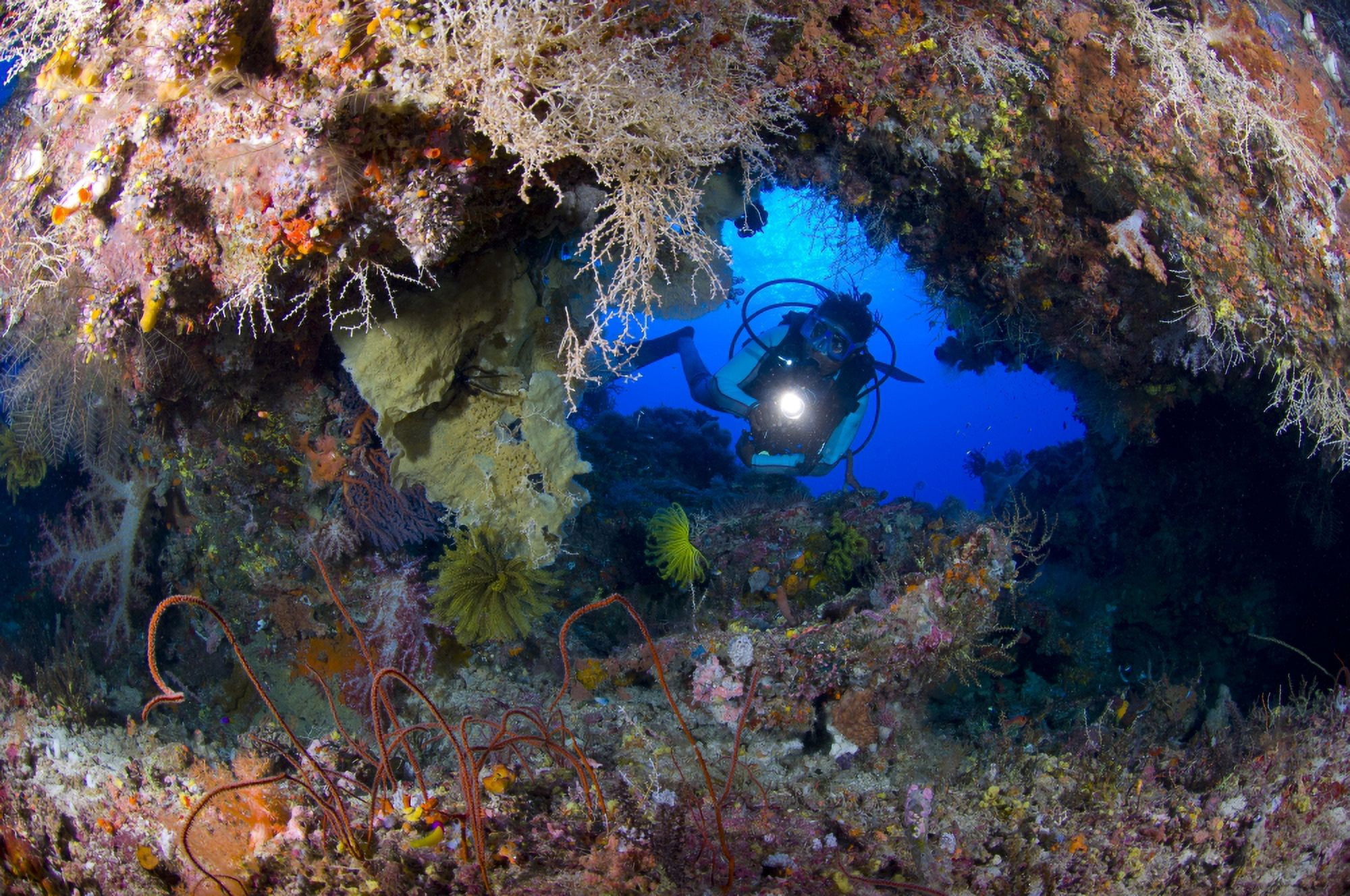 A diver peers through a coral encrusted archway Papua New Guinea Canvas Art - Steve JonesStocktrek Images (18 x 12)