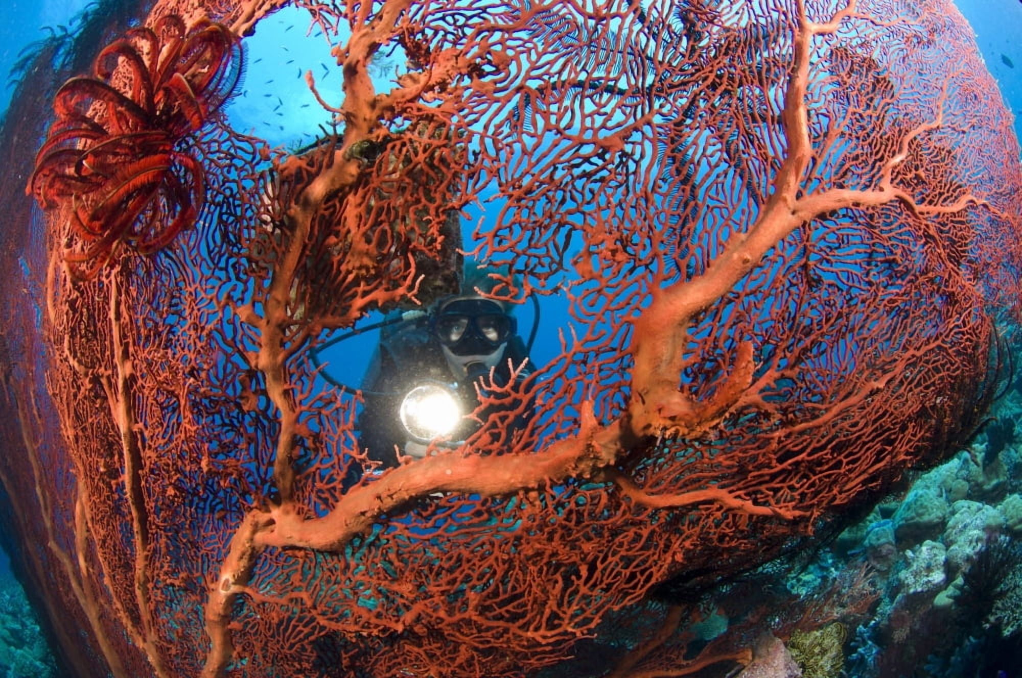 A diver peers through a red sea fan Papua New Guinea Canvas Art - Steve JonesStocktrek Images (18 x 12)