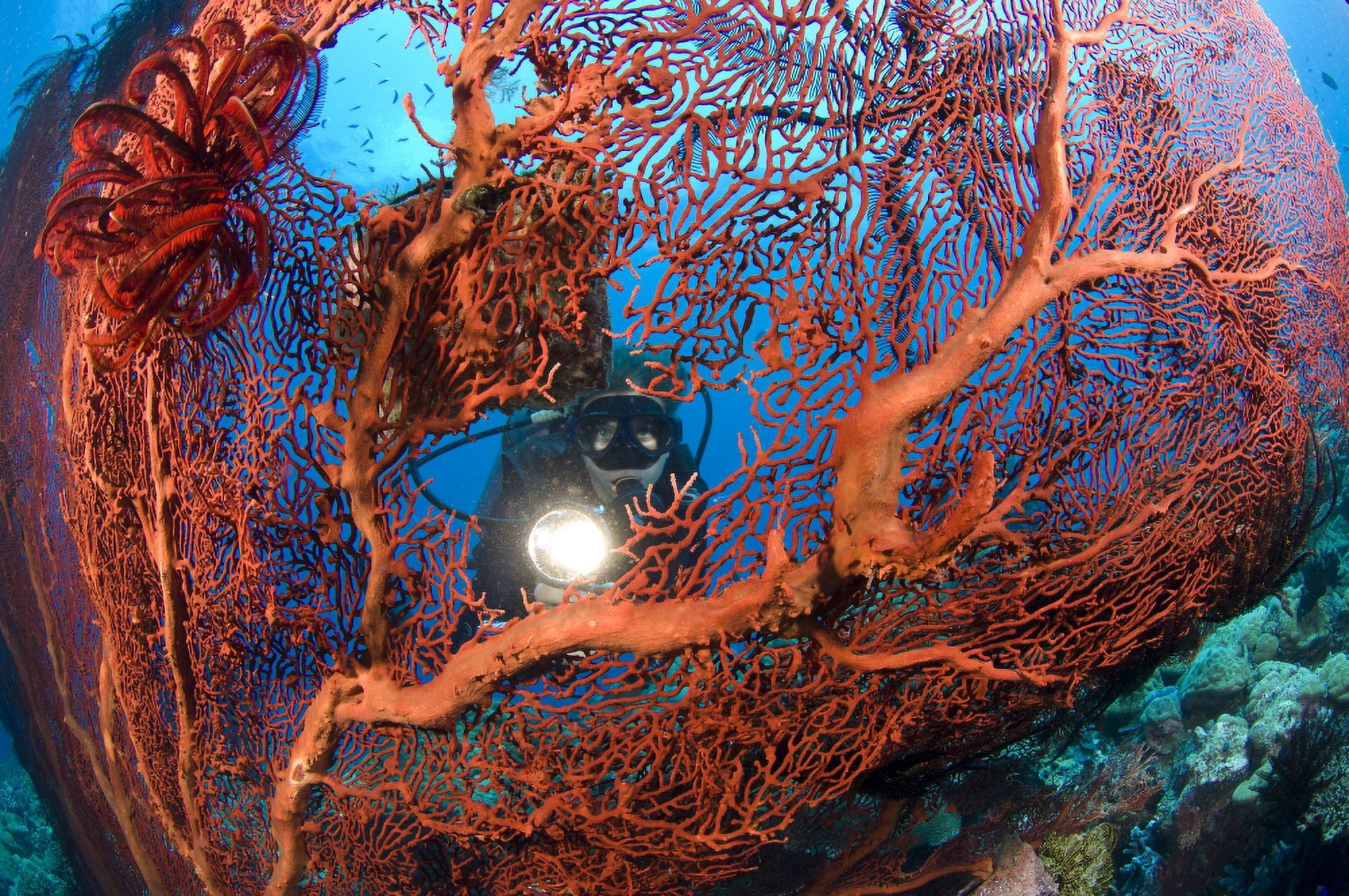 A diver peers through a red sea fan Papua New Guinea Canvas Art - Steve JonesStocktrek Images (35 x 23)