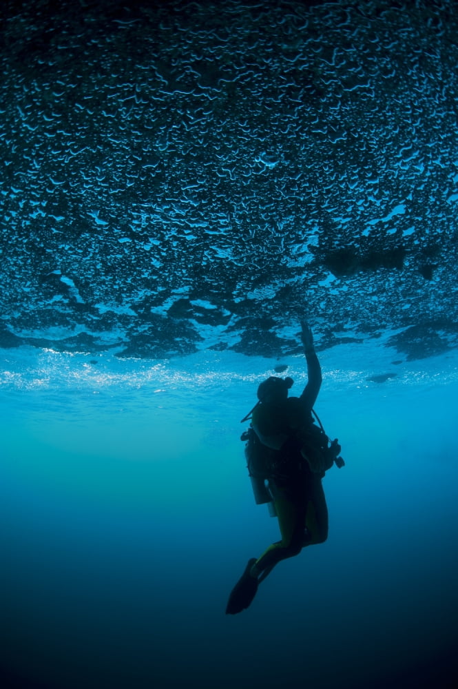 A diver reaches up to touch the ceiling of an undercut caused by wave erosion Canvas Art - Steve JonesStocktrek Images (23 x 35)