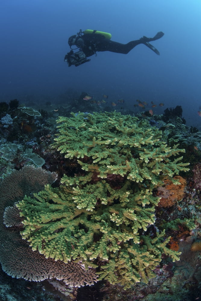 A diver swims above a healthy coral reef in Indonesia Canvas Art - Ethan DanielsStocktrek Images (23 x 34)