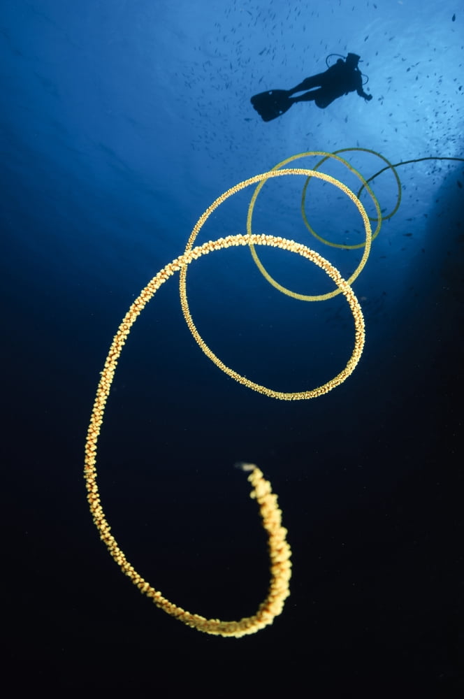 A diver swims above a whip coral Indonesia Canvas Art - Todd WinnerStocktrek Images (12 x 18)